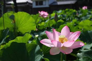 （c）臼杵市