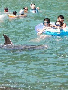 くじらに出会える海水浴場 くじらに出会える海水浴場