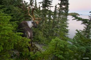 大竹英洋写真展「To the North. 北へ。ノースウッズ、そしてアラスカ」