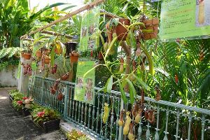 フラワーパークかごしま 食虫植物展 フラワーパークかごしま 食虫植物展