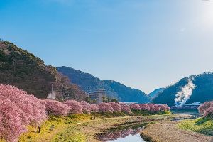 第29回　みなみの桜と菜の花まつり