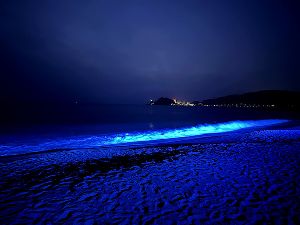 NIGHT WAVE~光の波プロジェクトin水晶浜~