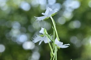 国営昭和記念公園　サギソウ涼み2026