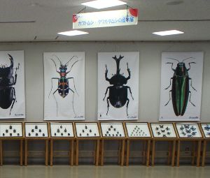 淡路島国営明石海峡公園 世界の昆虫標本と昆虫タペストリーの展示 淡路島国営明石海峡公園 世界の昆虫標本と昆虫タペストリーの展示