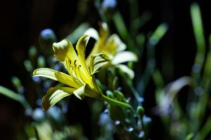 夜の植物園