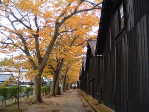 【紅葉・見ごろ】山居倉庫 【紅葉・見ごろ】山居倉庫