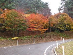【紅葉・見ごろ】眺海の森 【紅葉・見ごろ】眺海の森