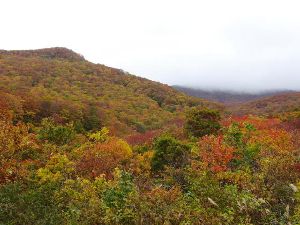 【紅葉・見ごろ】鳥海高原ライン 【紅葉・見ごろ】鳥海高原ライン