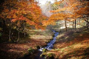 【紅葉・見ごろ】陣峰市民の森 【紅葉・見ごろ】陣峰市民の森
