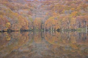【紅葉・見ごろ】蔦沼