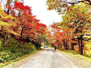 【紅葉・見ごろ】大雪山国立公園