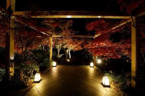 紅葉ライトアップ ~池に映るもみじの水鏡~ 紅葉ライトアップ ~池に映るもみじの水鏡~