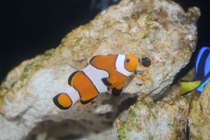下田海中水族館