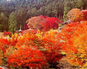 【紅葉・見ごろ】勝尾寺 【紅葉・見ごろ】勝尾寺