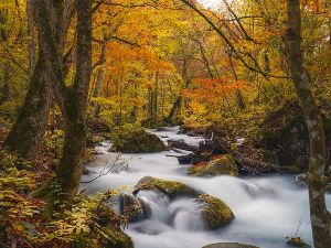【紅葉・見ごろ】奥入瀬渓流