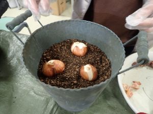 秋球根の植え付け教室画像