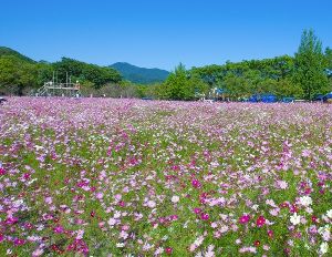 第42回 越知町コスモスまつり～秋の花火とかあにばる～