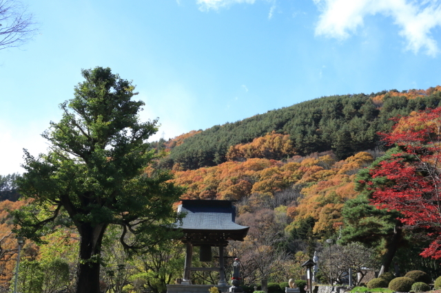 【紅葉・見ごろ】成就院の大銀杏