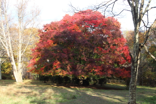 【紅葉・見ごろ】大峰高原・白樺の森 中カエデ