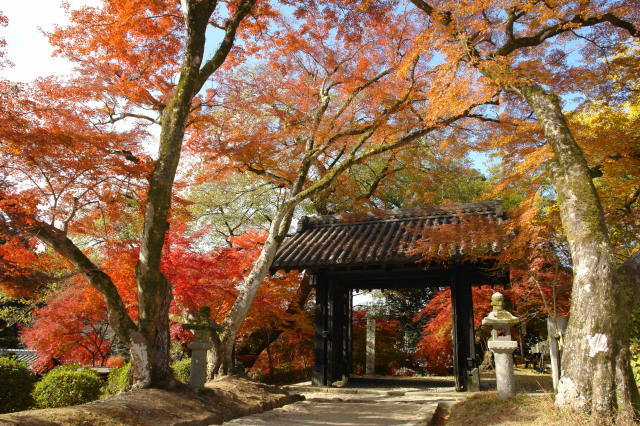 【紅葉・見ごろ】秋月城跡