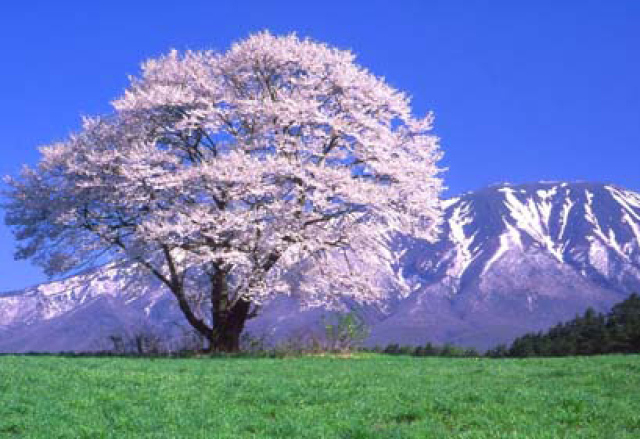 【桜・見ごろ】小岩井農場