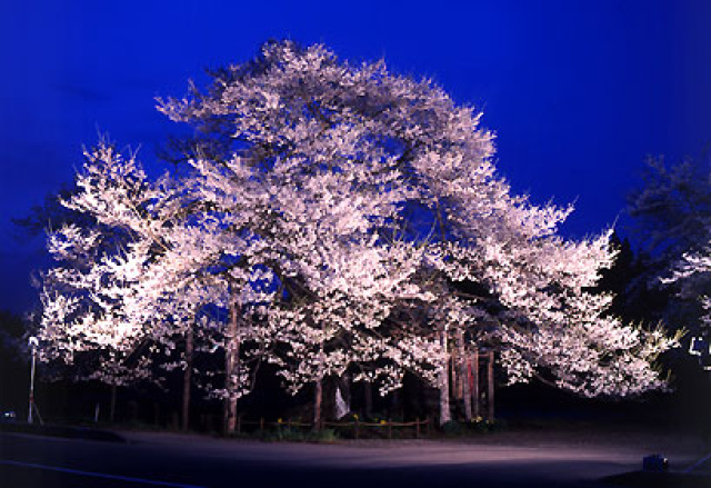 【桜・見ごろ】七ッ田の弘法桜