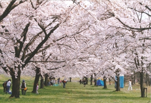 【桜・見ごろ】雫石川園地