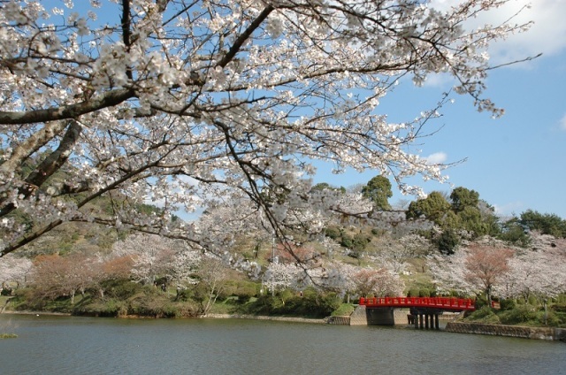 【桜・見ごろ】甘木公園