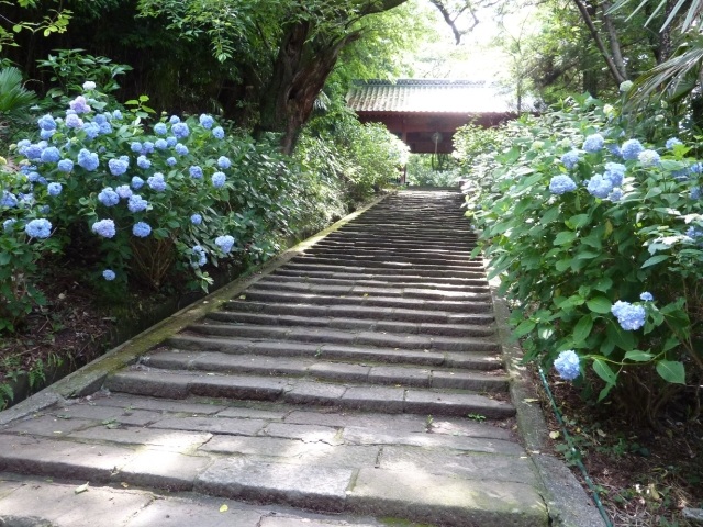 【あじさい・見ごろ】高崎市　清水寺