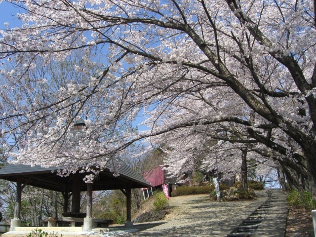 【桜・見ごろ】牛伏山千本桜