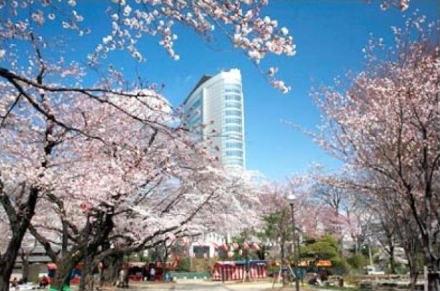 【桜・見ごろ】高崎公園