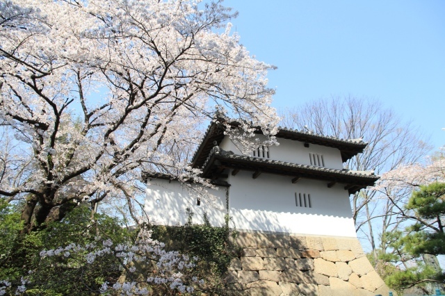 【桜・見ごろ】高崎城址公園