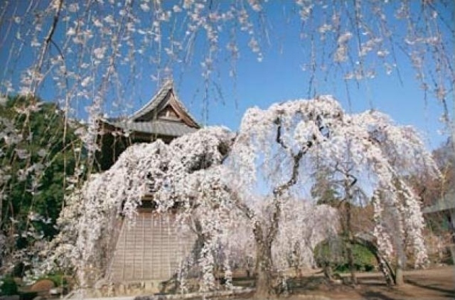 【桜・見ごろ】慈眼寺　しだれ桜