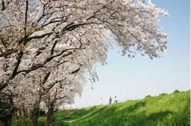 【桜・見ごろ】乗附緑道