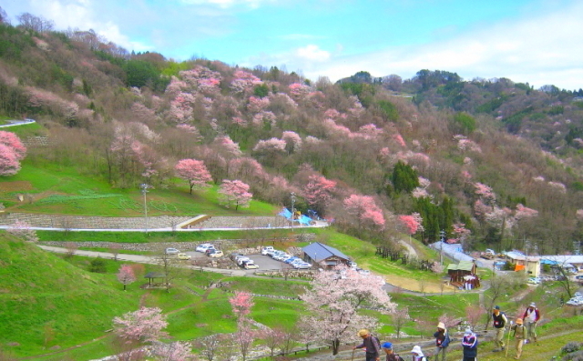 【桜・見ごろ】陸郷夢の郷エリア