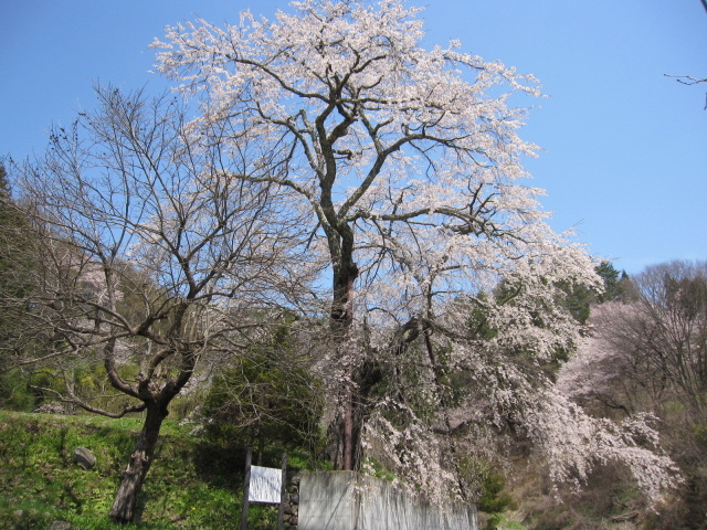 【桜・見ごろ】成就院来鳳枝垂桜