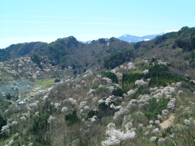 【桜・見ごろ】桜仙峡