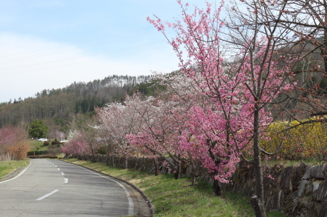 【桜・見ごろ】あづみ野池田クラフトパーク