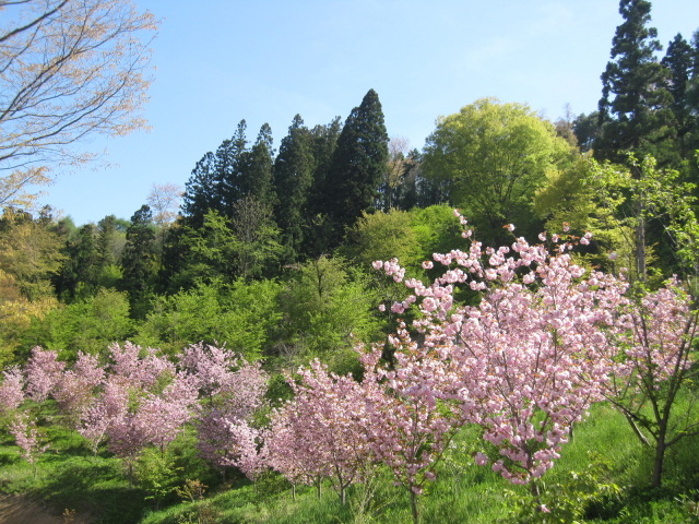 【桜・見ごろ】高照山系桜の里