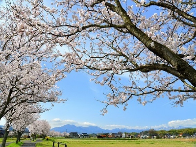 【桜・見ごろ】旧国鉄倉吉線廃線跡