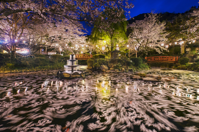 【桜・見ごろ】打吹公園