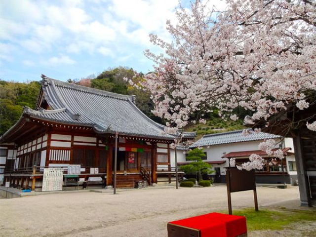 【桜・見ごろ】大平山金毘羅院