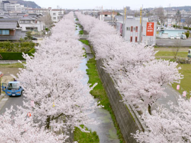 【桜・見ごろ】会下谷川