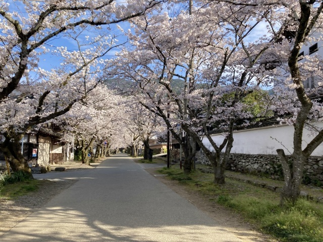 【桜・見ごろ】秋月杉の馬場通り