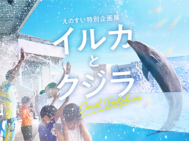 えのすい特別企画展 イルカとクジラ Coool Dolphin