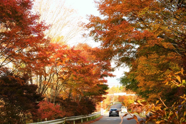 愛知のてっぺんの豊根村で紅葉を楽しもう！