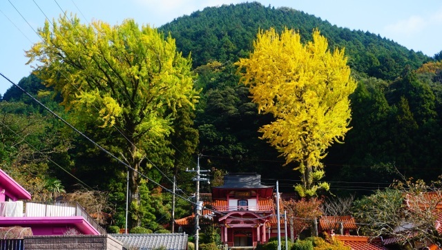 【紅葉・見ごろ】能満寺イチョウ