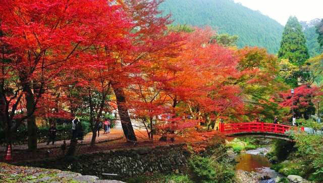 【紅葉・見ごろ】大寧寺