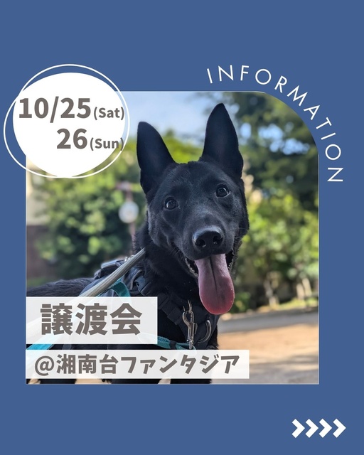 保護犬譲渡会@湘南台ファンタジア（神奈川県藤沢市）