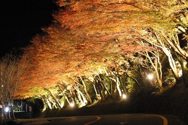 ひさしもみじライトアップ